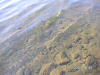 s_PICT0416_thumb.png